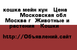 кошка мейн-кун › Цена ­ 4 000 - Московская обл., Москва г. Животные и растения » Кошки   